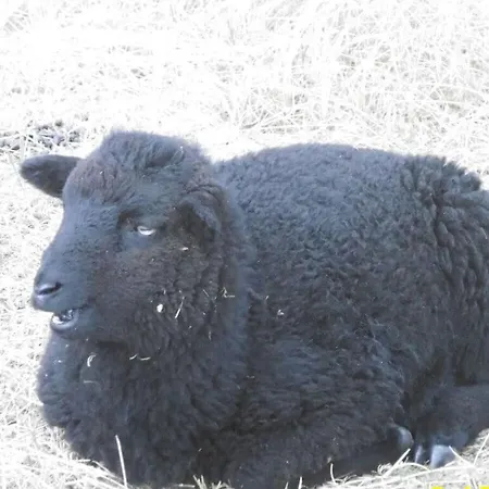 Σπίτι διακοπών Sandpiper On Ra¼gen - Formerly Tui